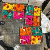 جوجه رنگی اردک محلی گلپایگانی