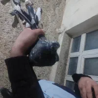 سرور نر پرشی وبازیدار به شرط