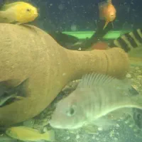 دو ماهی رد هد