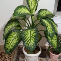 فروش گل دیفن باخیا|گل و گیاه طبیعی|نقده, |دیوار