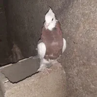 تعداد 15کبوتر به فروش میرسد