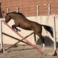 نریان سه سال و نیمه یکسر پرشی خارجی و مادیان ابستن