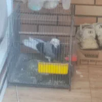 کفتر شازده