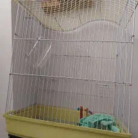 قفس عروس هلندی