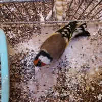 سهره بانقلان تک خال