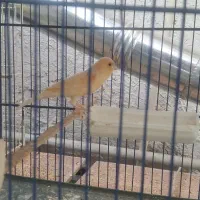 قناری نر|پرنده|سبزوار, پاسداران|دیوار