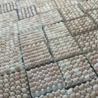 فروش تخم نطفه دار مرغ