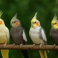 دنیای عروس هلندی نر ماده سخنگو باضمانت ۳۵ساله دستی|پرنده|تهران, سلسبیل شمالی|دیوار