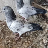 کبوتر کله سبز پرشی|پرنده|امیدیه, |دیوار