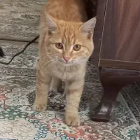 گربه نارنجی|گربه|یزد, |دیوار