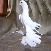 کبوتر سفید پاپر