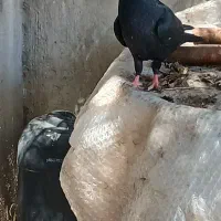 زاغ ابادانی