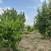 قواره باغی (آبشینه-املاک آروان)|فروش زمین و ملک کلنگی|همدان, |دیوار