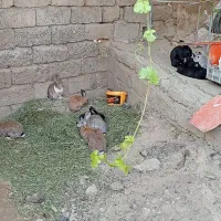 فروش خرگوش های خشکل