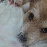 اشپیتز دو عدد نر