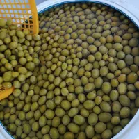 زیتون طارم بدون واسطه