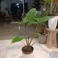 حراج گل بابا آدم تنه قرمز ارسال رایگان + هدیه