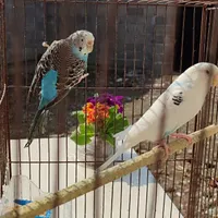 مرغ عشق|پرنده|رشت, حومه رشت|دیوار