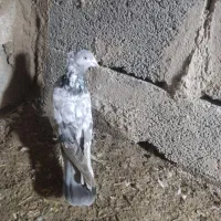 کبوتر کاکلی|پرنده|مینودشت, |دیوار