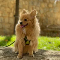 سگ پامر|سگ|بانه, |دیوار