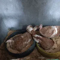 بوقلمون نر وماده و تحم بوقلمون