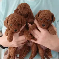 دارک رد حرفه ای|سگ|رشت, لاکانی|دیوار