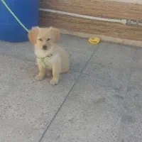 سگ اشپیتز|سگ|گرمسار, |دیوار