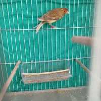 قناری ماده وسهره نرو ماده