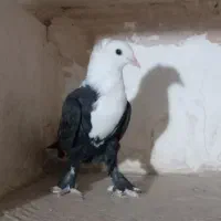 کفتر کلاغ کربلایی ( کلهسفید)|پرنده|تربتحیدریه, آغوی|دیوار