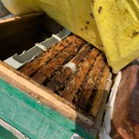 ژل رویال زنبور