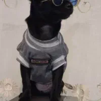 توله شیتزو پامر و پودل و شی واوا و...