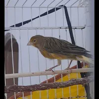 قناری نر پرتقالی و سبز دارچینی|پرنده|تربتحیدریه, بالا ولایت|دیوار