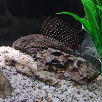 لجن خوار اسپرت