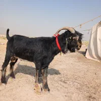 چبش ی رون ترکی عالی