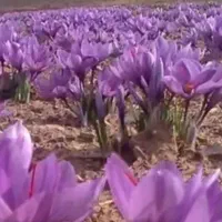 کارگر زن برای گلچینی
