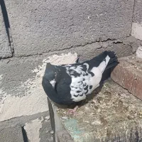 ماده سینه سیاه|پرنده|کرمان, |دیوار