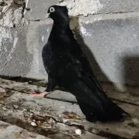 زاغ آبادانی اصیل