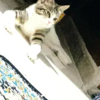 واگذاری گربه رایگان