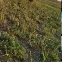 یونجه درجه یک