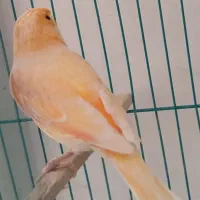 قناری نر سرخ پنبه ی معاوضه با سهره نر قفسی