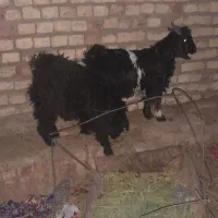 ۵بزغاله|حیوانات مزرعه|فردوس (خراسان), |دیوار