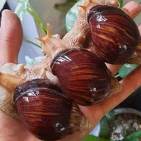 فروش حلزون مارژیناتا،جید،فولیکا،البینو