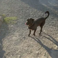 سگ مالینیوزاصیل درجه یک