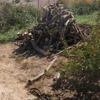 خریدار چوب هستم با قیمت خوب|خدمات باغبانی و درختکاری|فیروزآباد (فارس), |دیوار