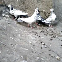 کبوتر. دمبی|پرنده|شیراز, تاچارا|دیوار