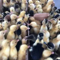 جوجه اردک پکنی 2روزه|حیوانات مزرعه|گرگان, |دیوار