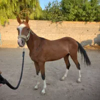 فروش سه راس اسب