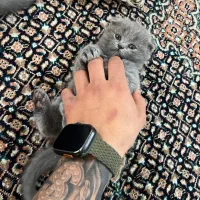 گربه اسکاتیش فولد