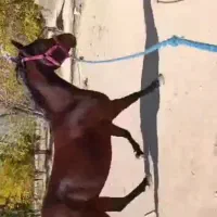 اسب|اسب و تجهیزات اسبسواری|همایجان, |دیوار