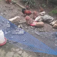 مرغ و خروس مینیاتوری|پرنده|سلمانشهر, |دیوار